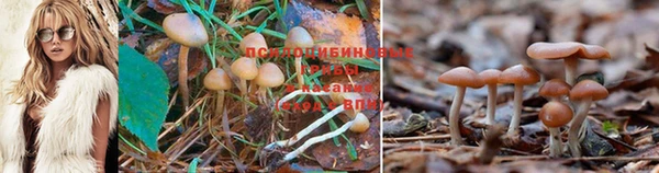 ПСИЛОЦИБИНОВЫЕ ГРИБЫ Бородино